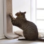 What Your Cat Needs Inside Its Cat Enclosure
